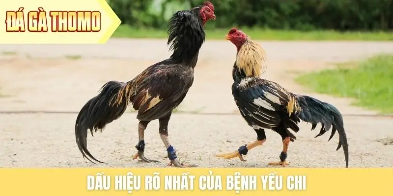 Dấu hiệu rõ nhất của bệnh yếu chi