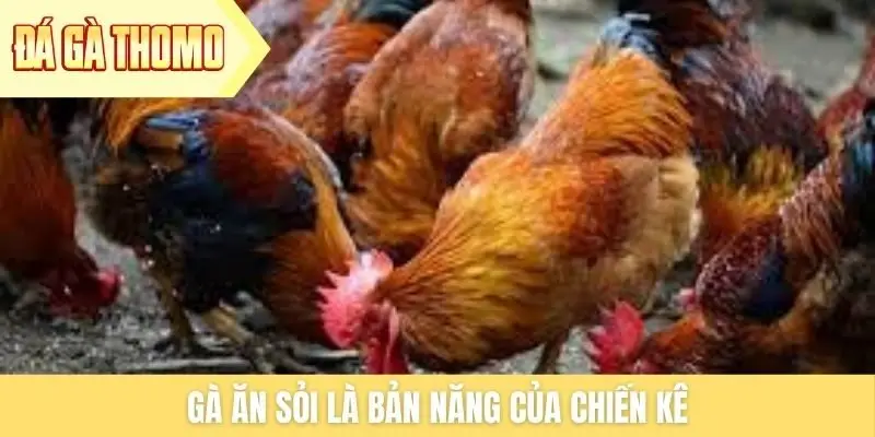 Gà ăn sỏi là bản năng của chiến kê