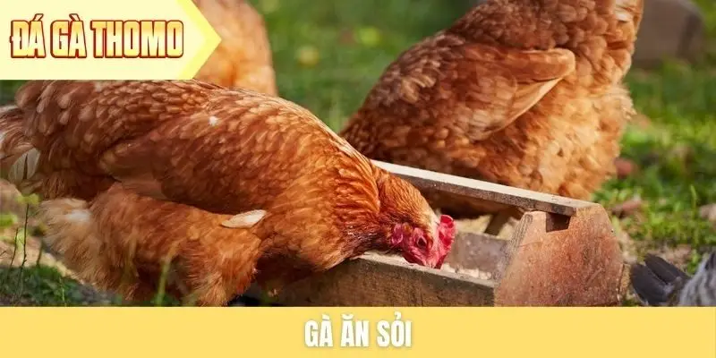 Gà ăn sỏi