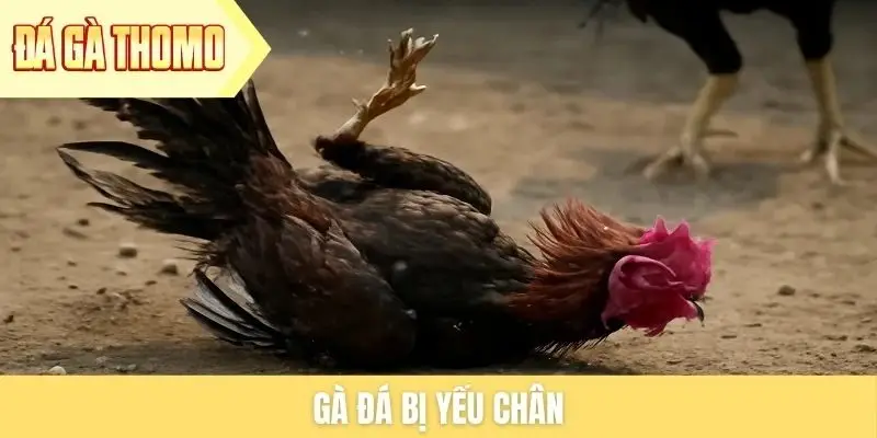 gà đá bị yếu chân
