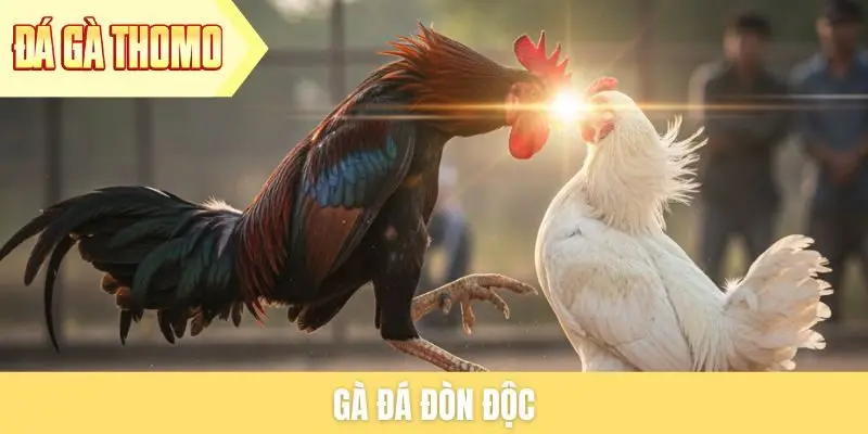 Gà đá đòn độc