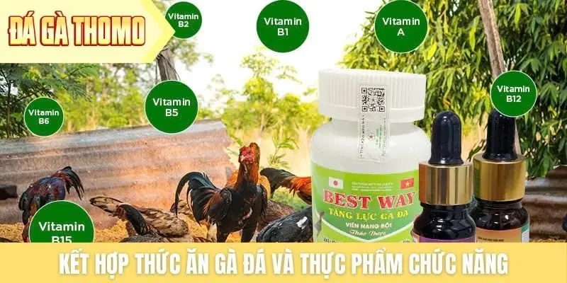 Kết hợp thức ăn gà đá và thực phẩm chức năng