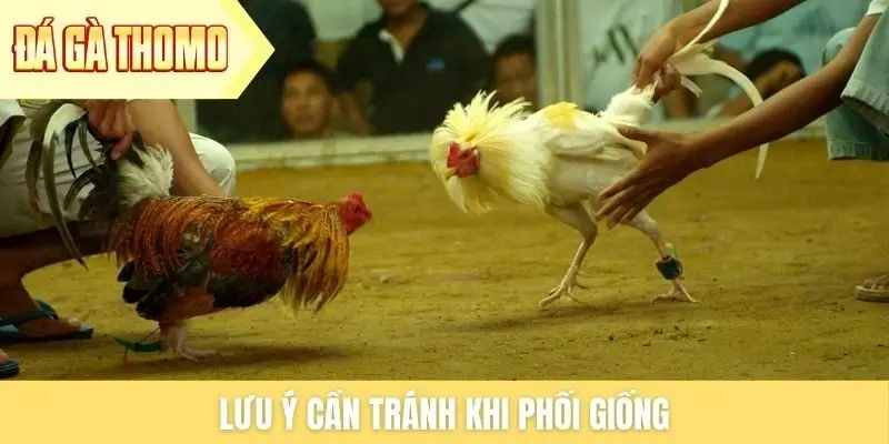 Lưu ý cần tránh khi phối giống