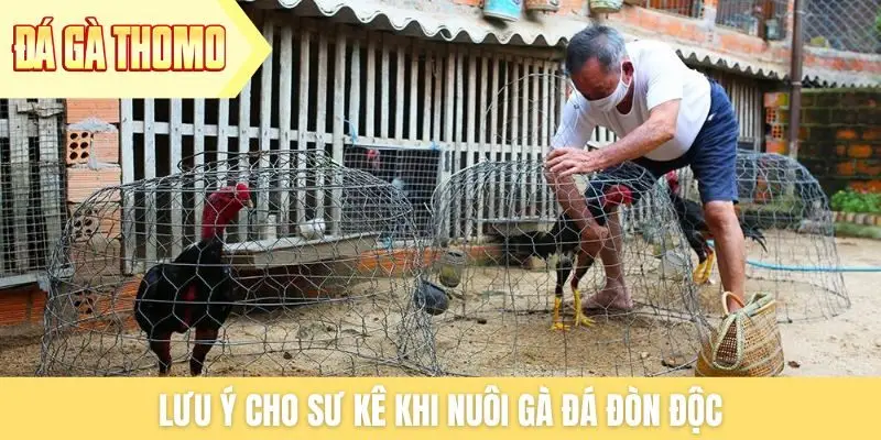 Lưu ý cho sư kê khi nuôi gà đá đòn độc