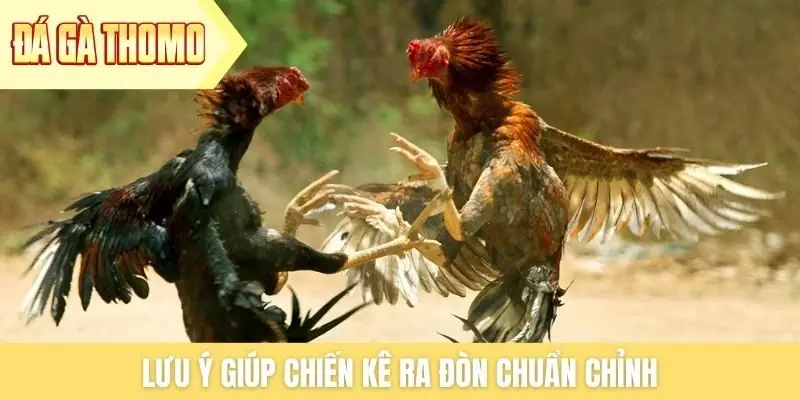 Lưu ý giúp chiến kê ra đòn chuẩn chỉnh