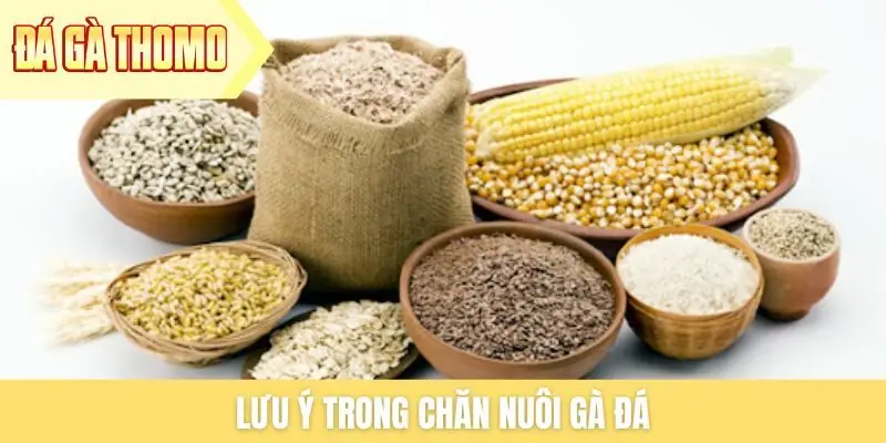 Lưu ý trong chăn nuôi gà đá