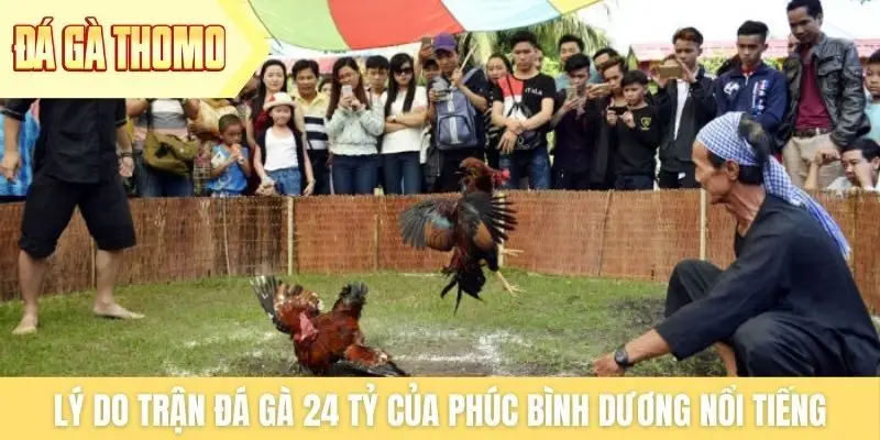 Lý do trận đá gà 24 tỷ của Phúc Bình Dương nổi tiếng
