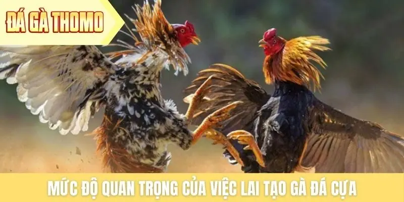 Mức độ quan trọng của việc lai tạo gà đá cựa