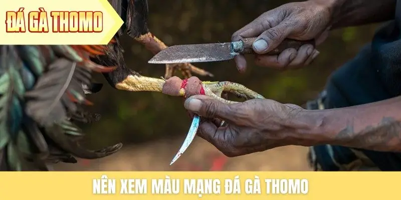 Nên xem màu mạng đá gà Thomo