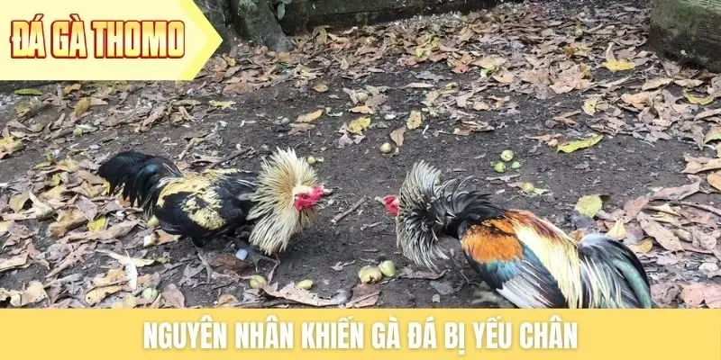 Nguyên nhân khiến gà đá bị yếu chân