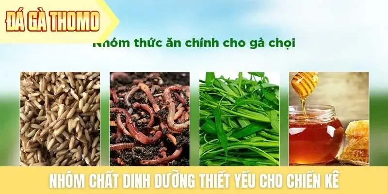 Nhóm chất dinh dưỡng thiết yếu cho chiến kê