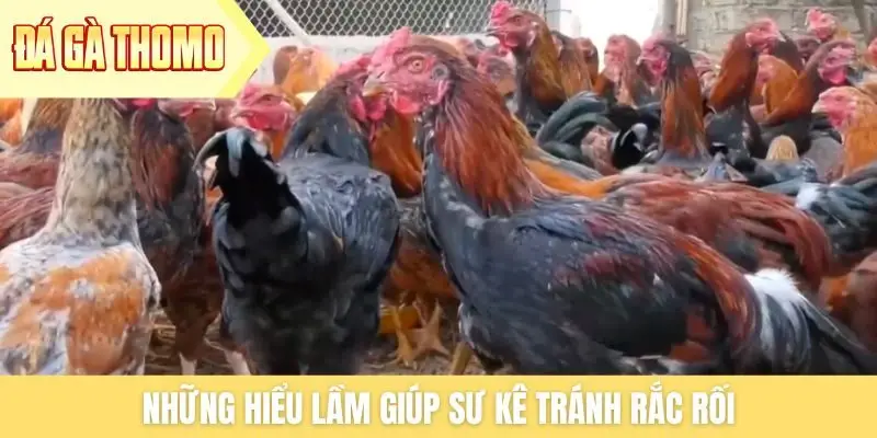 Những hiểu lầm giúp sư kê tránh rắc rối