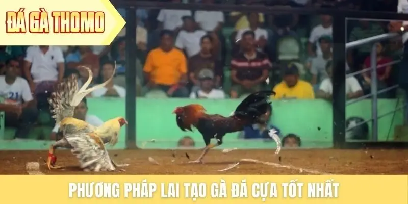 Phương pháp lai tạo gà đá cựa tốt nhất