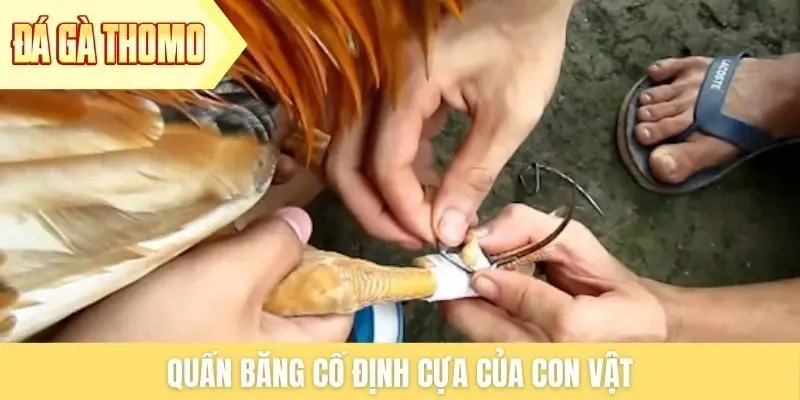 Quấn băng cố định cựa của con vật