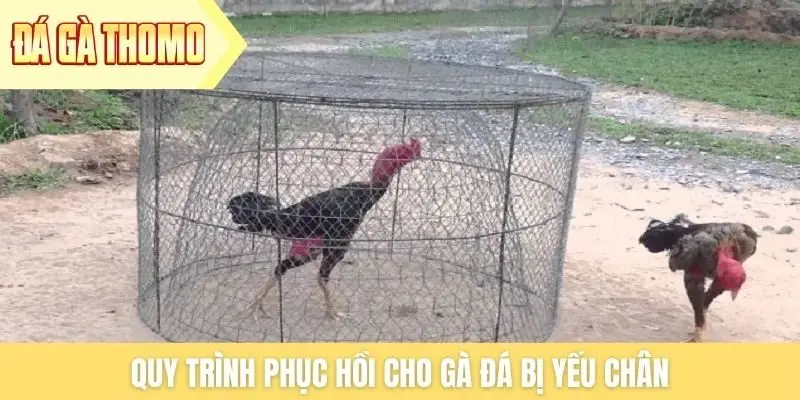 Quy trình phục hồi cho gà đá bị yếu chân