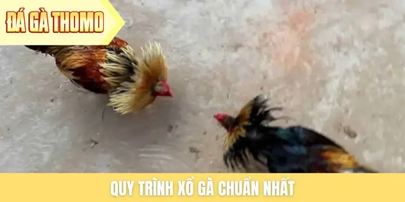 Quy trình xổ gà chuẩn nhất