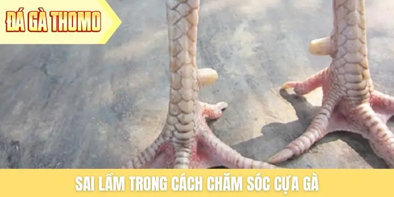 Sai lầm trong cách chăm sóc cựa gà