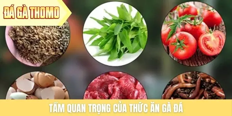 Tầm quan trọng của thức ăn gà đá