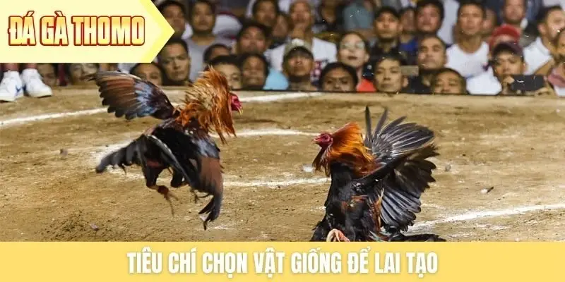 Tiêu chí chọn vật giống để lai tạo