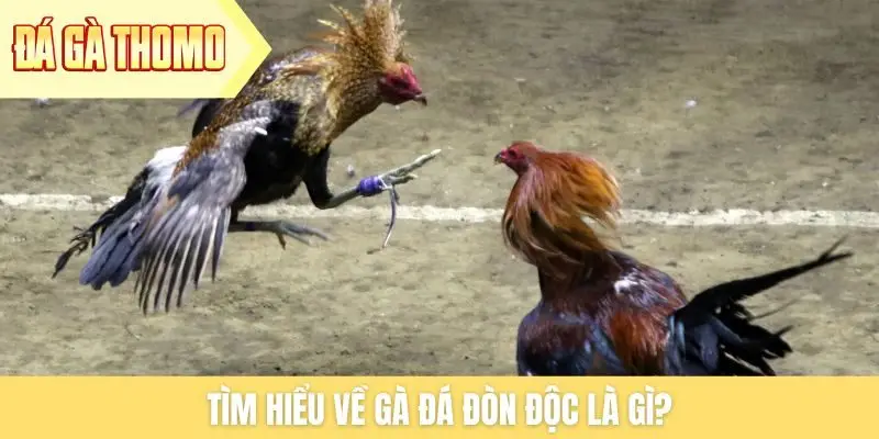 Tìm hiểu về gà đá đòn độc là gì?