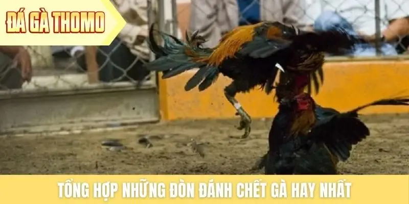 Tổng hợp những đòn đánh chết gà hay nhất