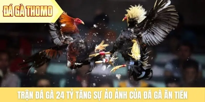 Trận đá gà 24 tỷ tăng sự ảo ảnh của đá gà ăn tiền