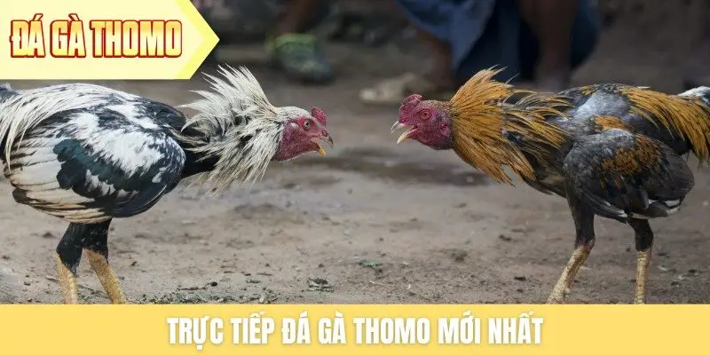 Trực tiếp đá gà Thomo mới nhất