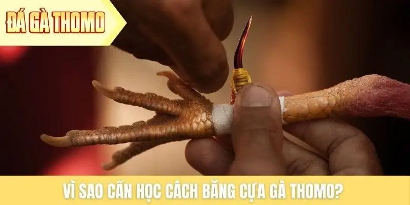 Vì sao cần học cách băng cựa gà Thomo?