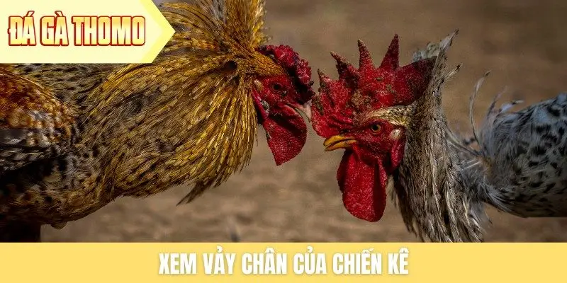 Xem vảy chân của chiến kê
